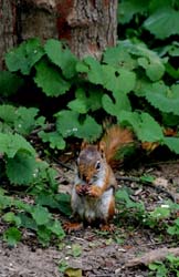 RedSquirrel_1207