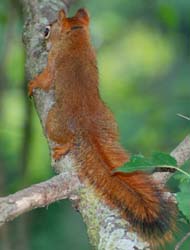 RedSquirrel_5128