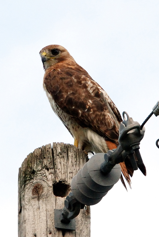 RedtailHawk_0437