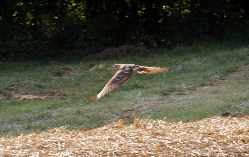 RedtailHawk_0920