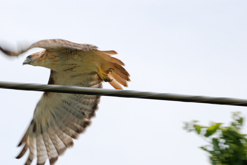 RedtailHawk_1654