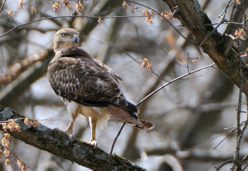 RedtailHawk_6933