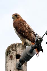 RedtailHawk_0437