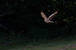 RedtailHawk_0922