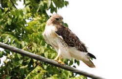 RedtailHawk_1594