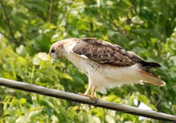 RedtailHawk_1608