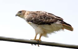 RedtailHawk_1653