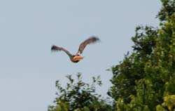 RedtailHawk_1663