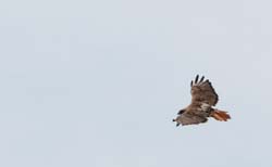 RedtailHawk_1668