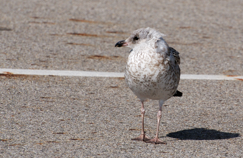 RingBilledGull_8717_Juvenile