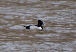 RingNeckedDuck_4070