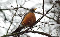 AmericanRobin_0964