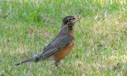 AmericanRobin_4419