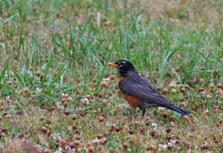 AmericanRobin_8228