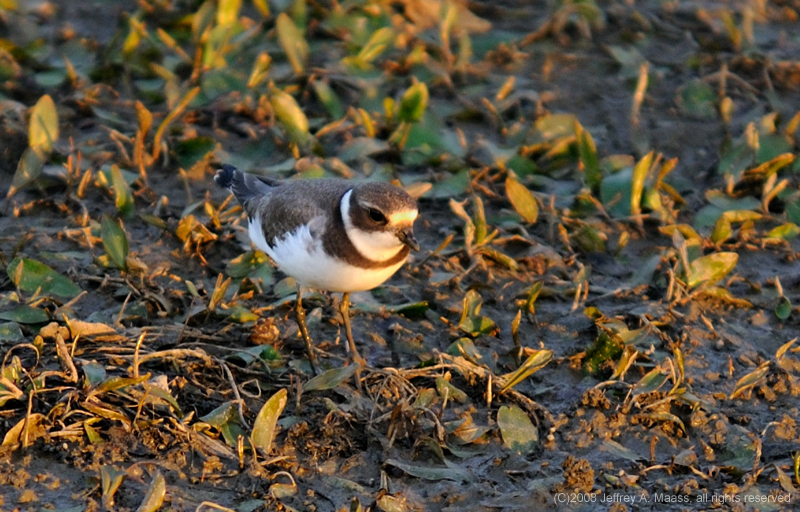 SemipalmatedPlover_3825