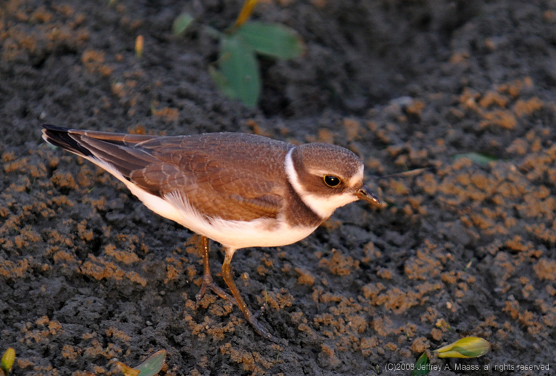 SemipalmatedPlover_3843