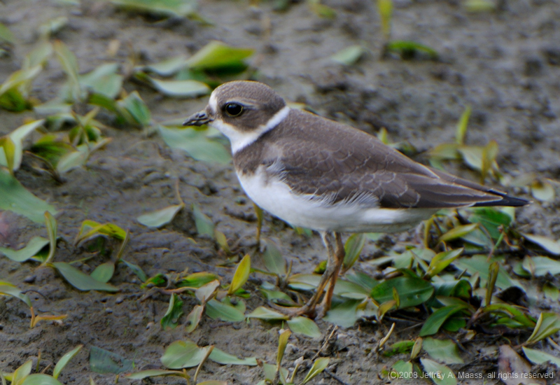 SemipalmatedPlover_4063