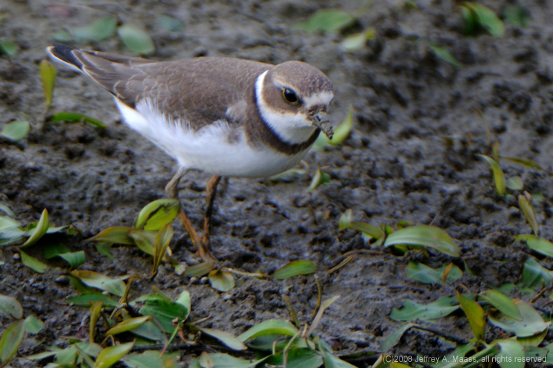 SemipalmatedPlover_4075