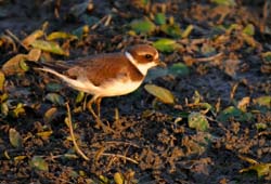 SemipalmatedPlover_3807