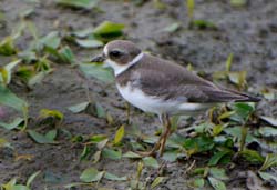 SemipalmatedPlover_4063