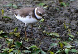 SemipalmatedPlover_4086