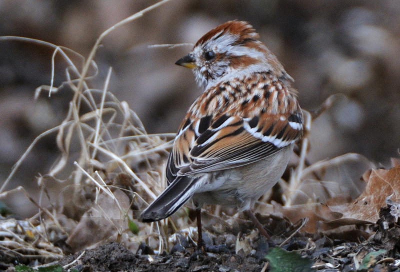 TreeSparrow_4913