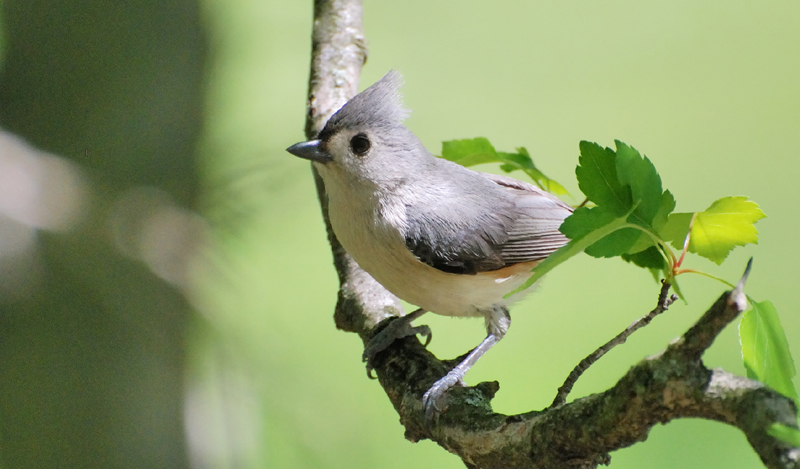 TuftedTitmouse_1831