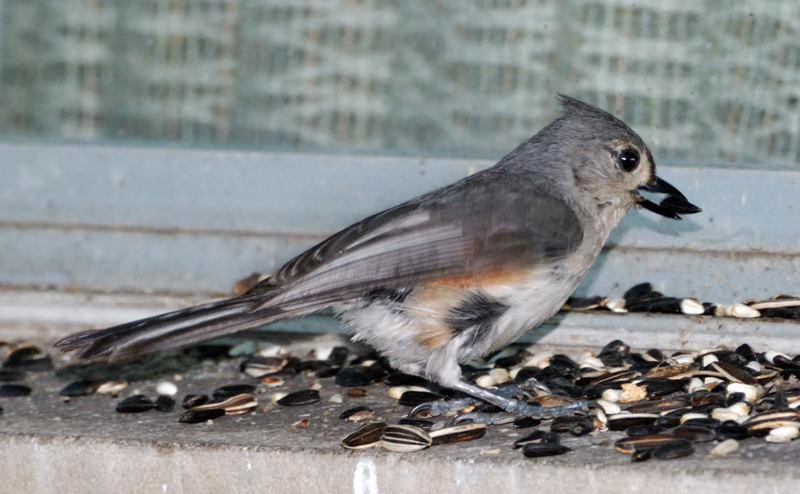 TuftedTitmouse_4447