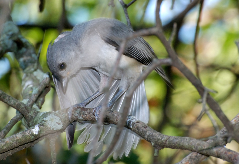 TuftedTitmouse_8154_JuvenilePreening