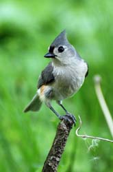 TuftedTitmouse_2147