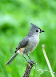 TuftedTitmouse_2150