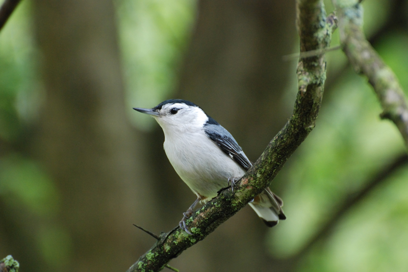 WBNuthatch_1675a