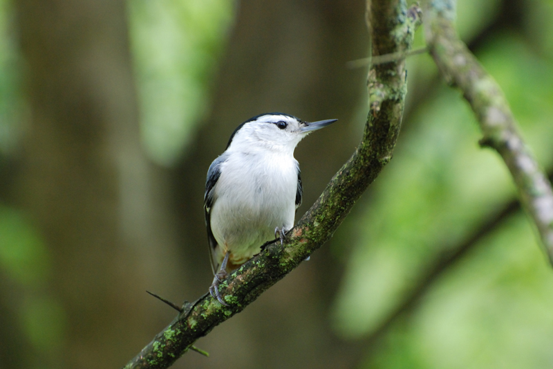 WBNuthatch_1676a