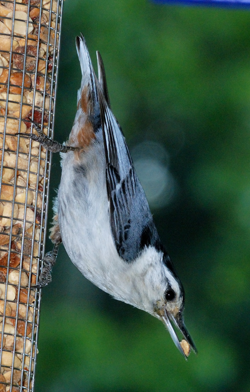 WBNuthatch_4490