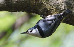 WBNuthatch_1531a