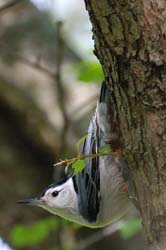 WBNuthatch_1551a