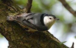 WBNuthatch_1579a