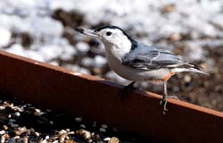 WBNuthatch_2887