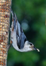 WBNuthatch_4491