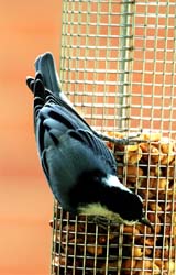 WBNuthatch_6069