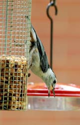 WBNuthatch_6086