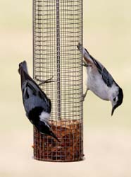 WBNuthatches2_5636