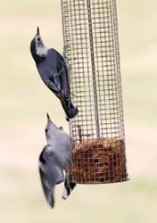 WBNuthatches2_5661