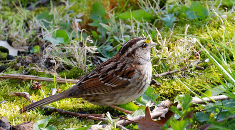 WhiteThroatedSparrow_1121