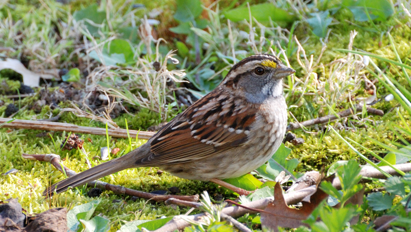 WhiteThroatedSparrow_1122