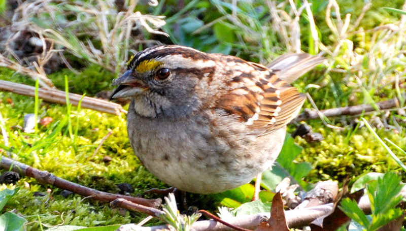 WhiteThroatedSparrow_1128