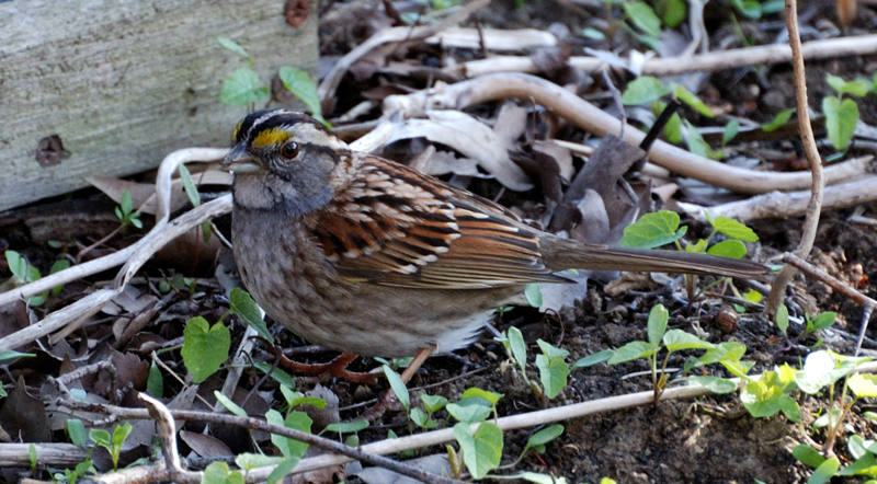 WhiteThroatedSparrow_1130