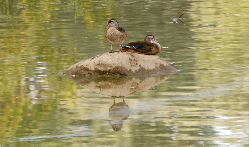 WoodDuck_0294