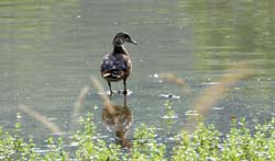 WoodDuck_0251