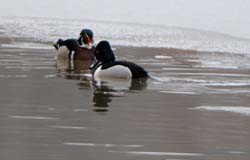 WoodDuck_3605